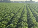 Rows of peanut plants in a field.
