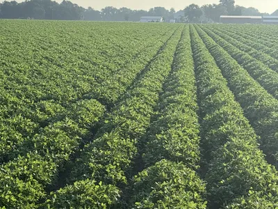 Rows of peanut plants in a field.