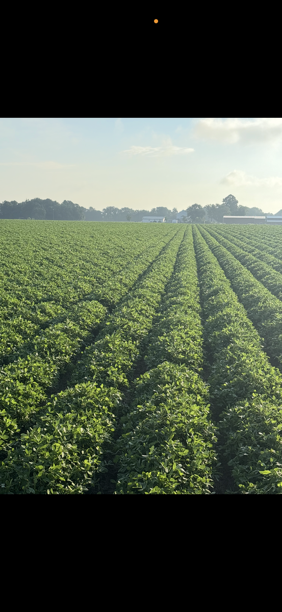 Rows of peanut plants in a field.