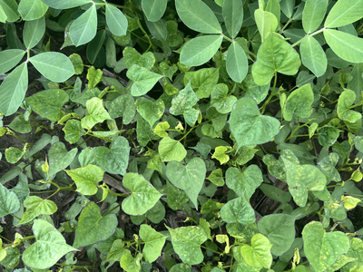 Spade shaped green leaves among peanut plants indicating pitted and fullleaf morningglory. 