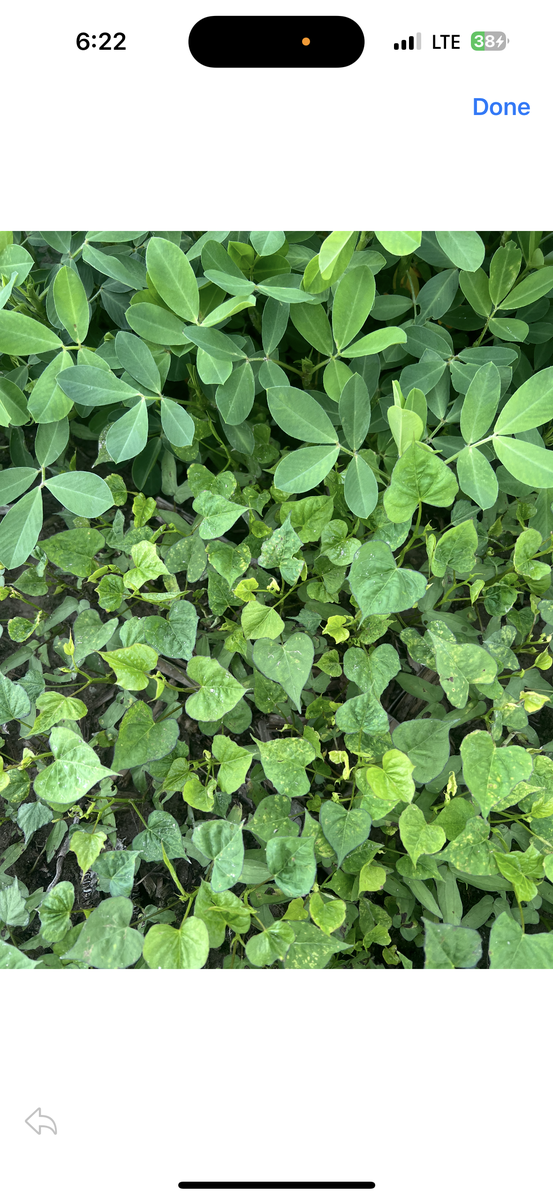 Spade shaped green leaves among peanut plants indicating pitted and fullleaf morningglory. 