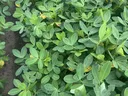 Brown spots and some yellowing in leaves.