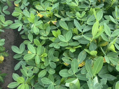 Brown spots and some yellowing in leaves.