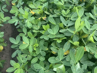 Brown spots and some yellowing in leaves.