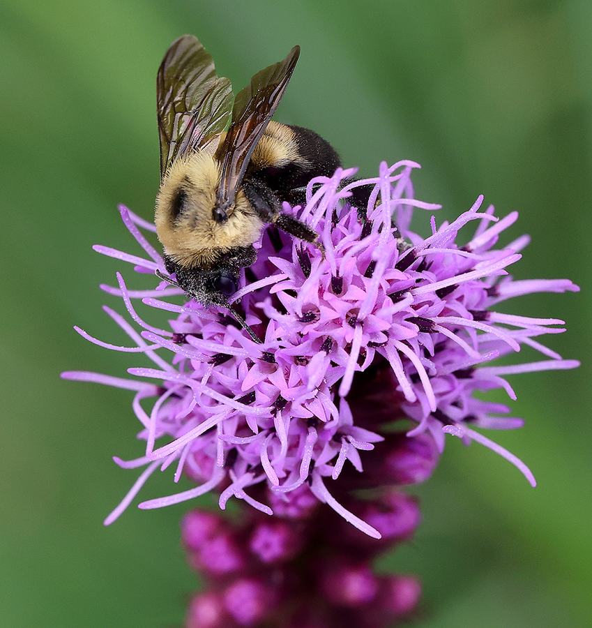 Bumble bee on blazing star 