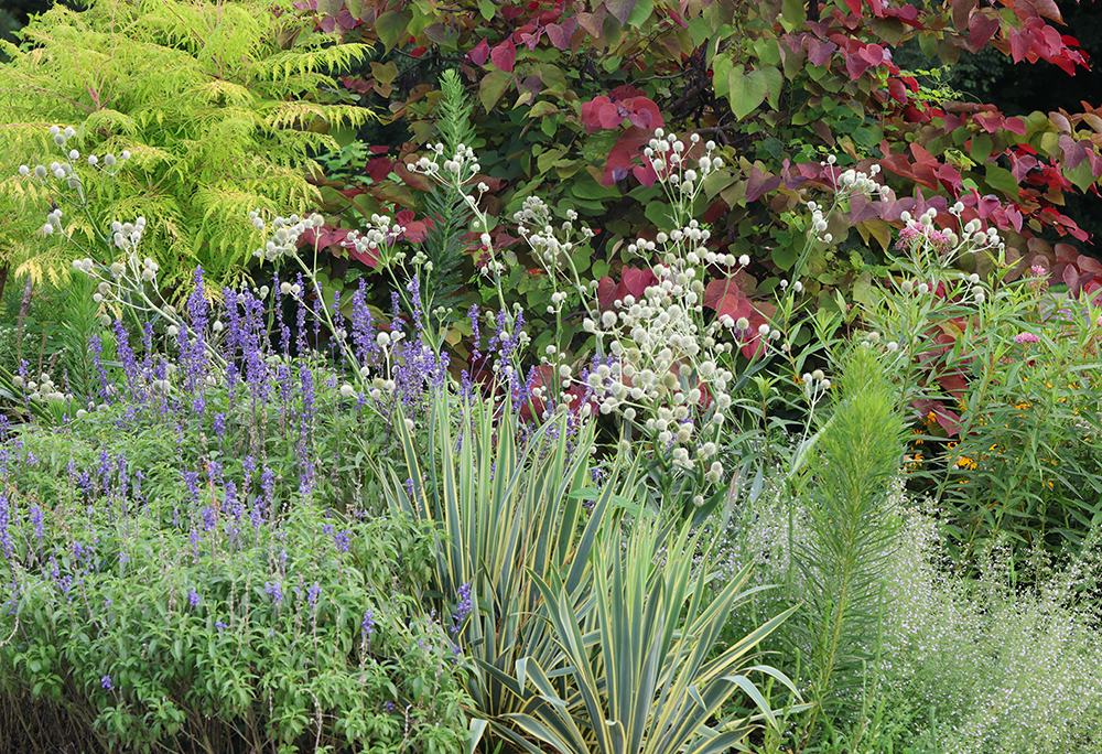 Late June parking lot island bed.
