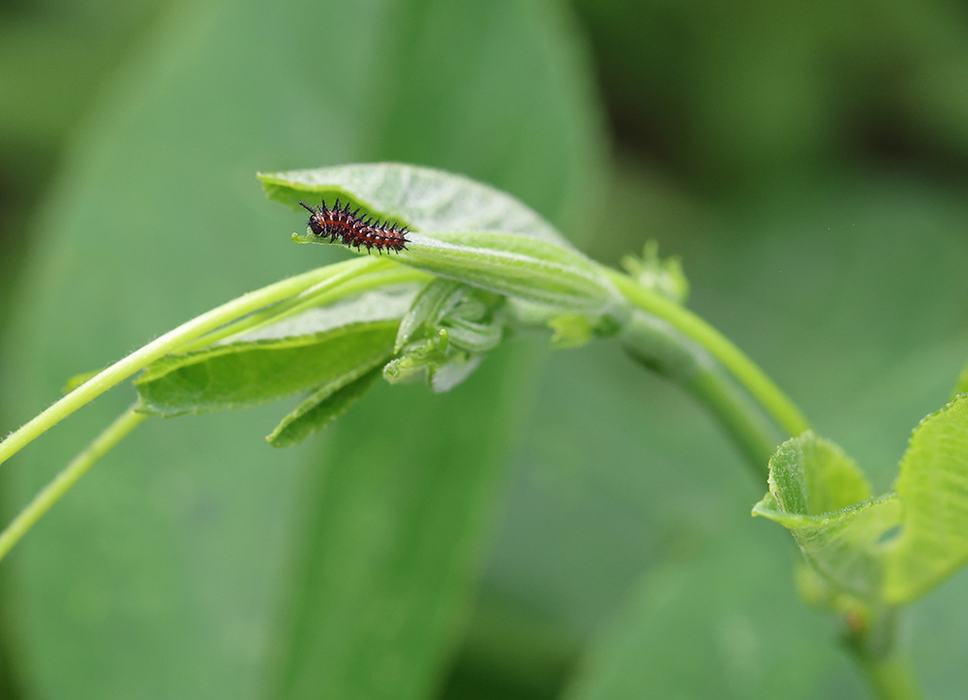 Tiny early instar variegated fritillary caterpillar on purple passionflower vine.