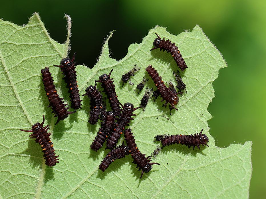 Another generation (second?) of pipevine swallowtail caterpillars on Dutchman's pipe.