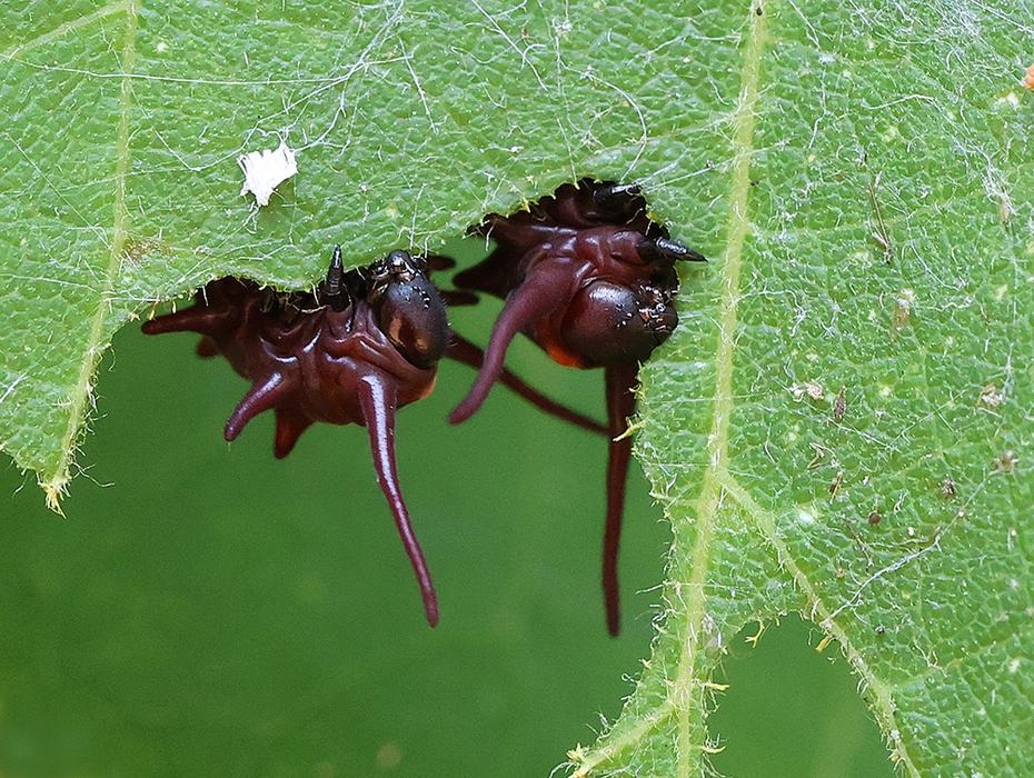 Close-up of pipevine swallowtail caterpillars feeding on Dutchman's pipe.