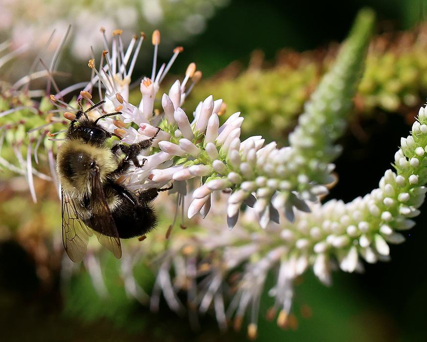 Bumble bee on culver's root.