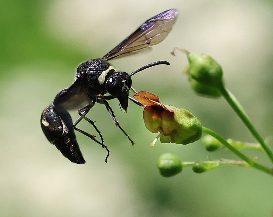 Potter wasp on late figwort.