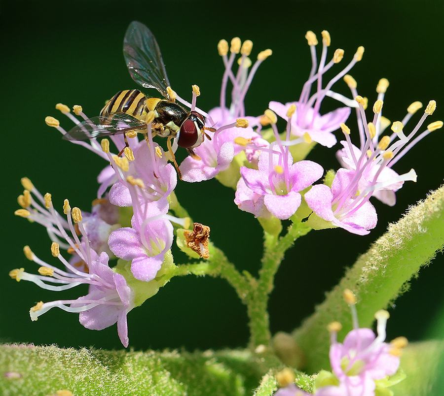 Syrphid fly on beautyberry bloom.