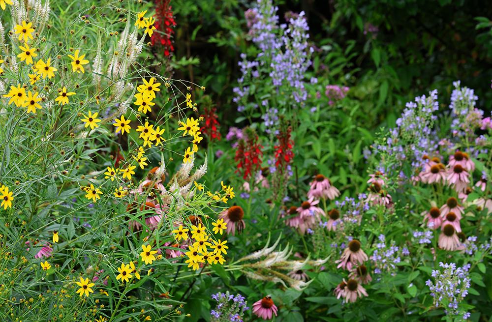Early July bed in the pollinator garden.