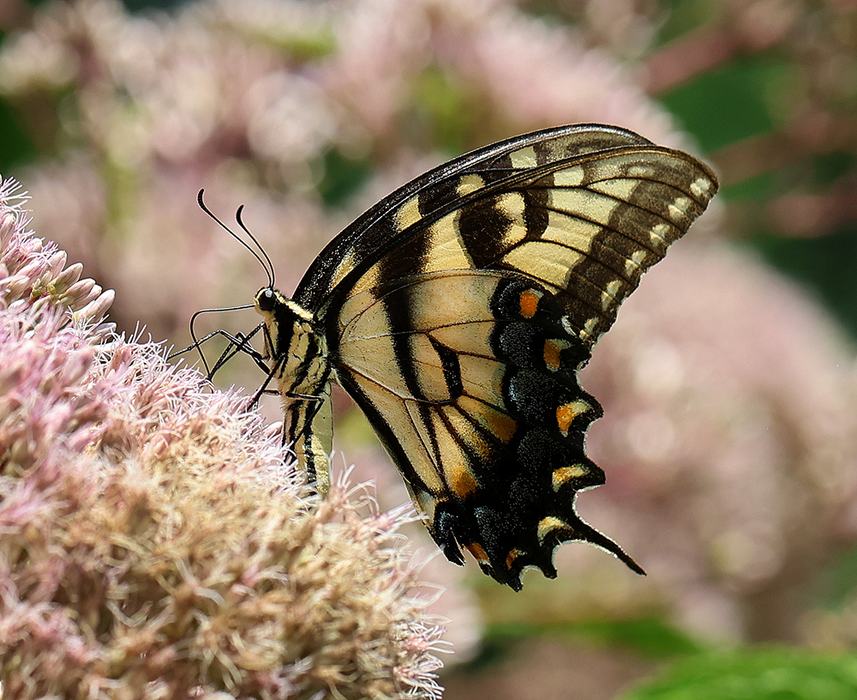 Eastern tiger swallowtail on joe-pye weed