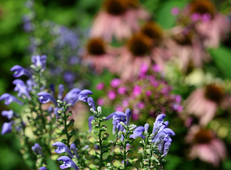 Hoary skullcap, 'Jeana' phlox, and coneflowers.
