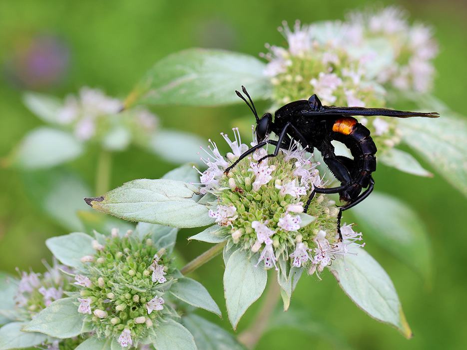 Clubbed mydas fly on mountain mint .