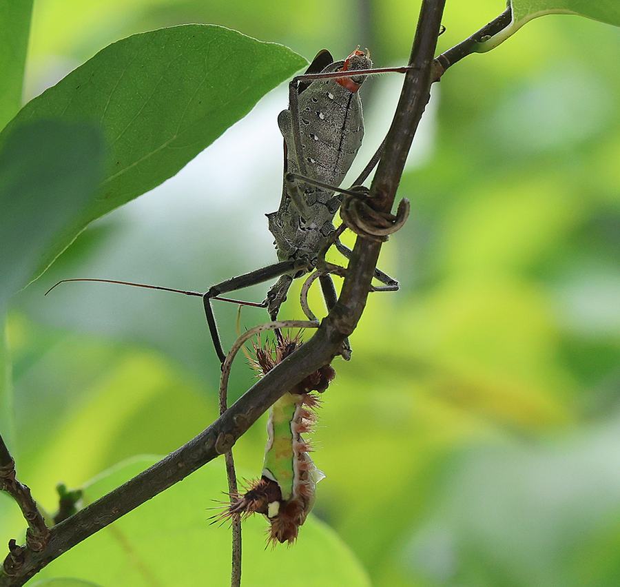 Predatory wheel bug feeding on a saddleback caterpillar on spicebush.