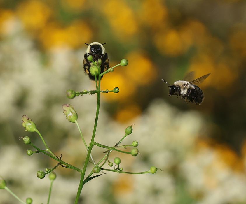 Bumble bees and late figwort.