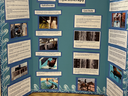 Tri-fold poster titled "Equine Hydrotherapy" with photos and explanatory text.