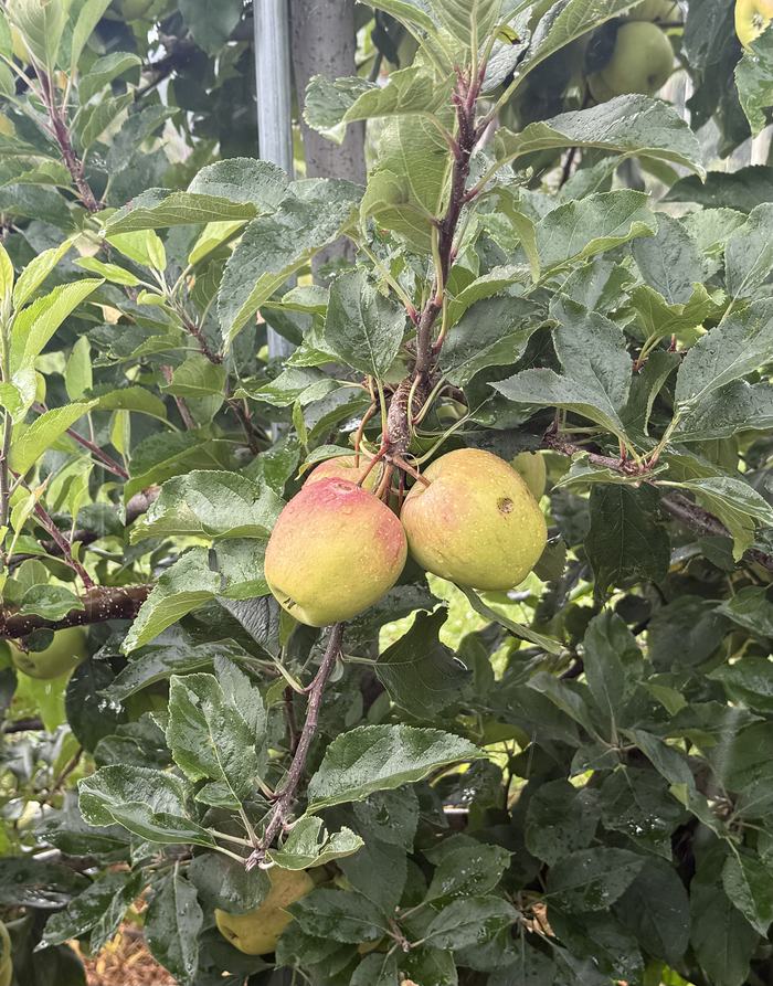 Apple fruit in the rain