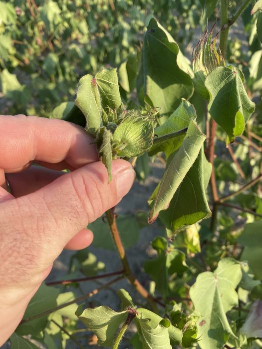 A terminal bud showing signs of stress.