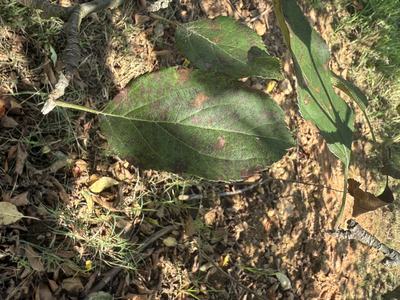 Symptoms of Marssonina leaf spot and GLS on apple 