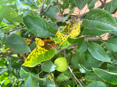 symptoms of mlb on apple