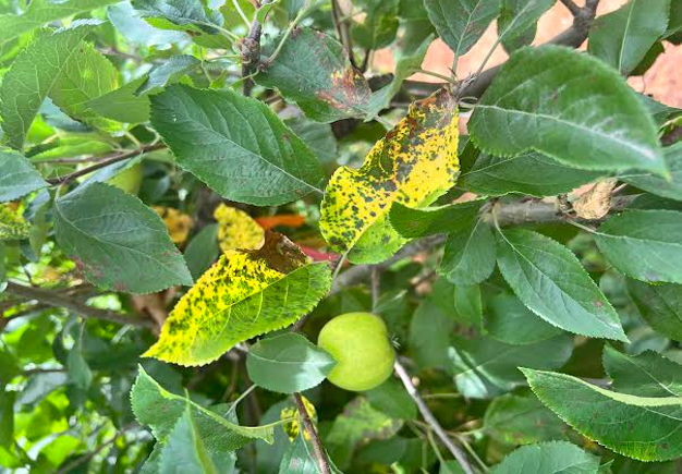 symptoms of mlb on apple