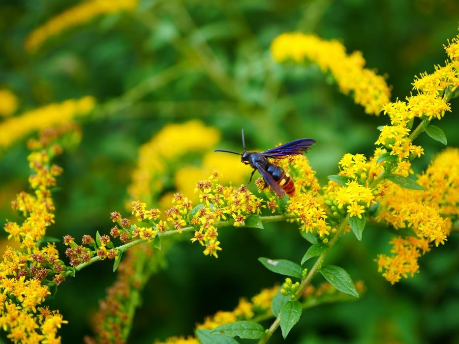 An insect on a yellow flower.