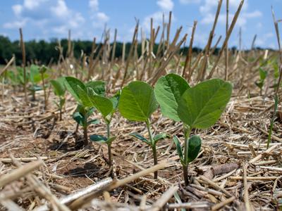 Young soybean seedlings emerging from a straw-covered field under a blue sky