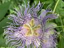 Passion Flower