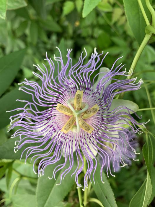 Passion Flower