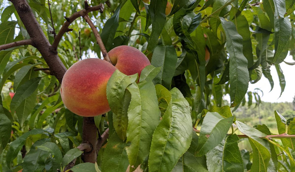 Summer Fruit Tree Care and Training - Lee County Center | N.C.