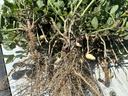 Roots of peanut plants.