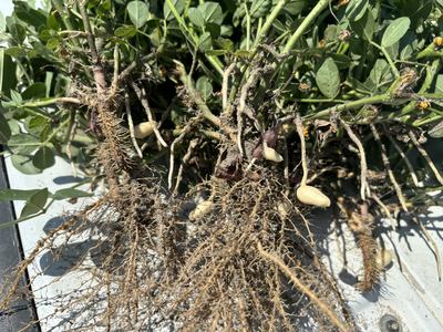 Roots of peanut plants.
