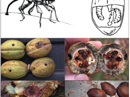 Pecan Weevils