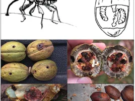 Pecan Weevils