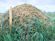 fireant mound
