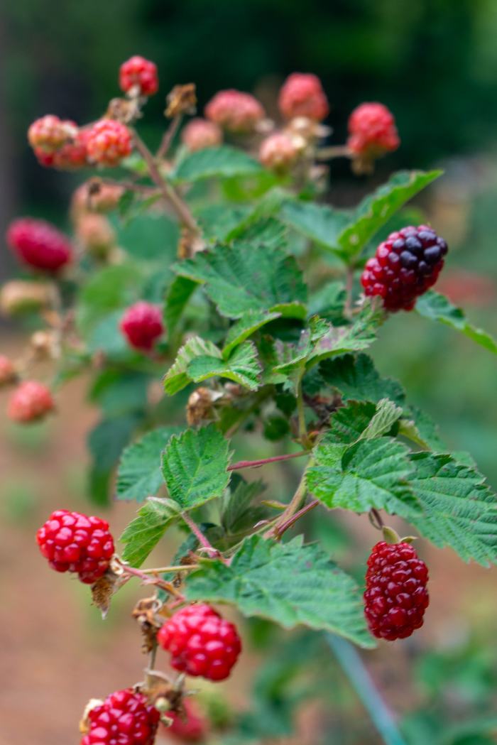 Ripening Berries - Provided by Megan Sweeney