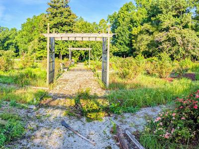overgrown and diseased rose garden