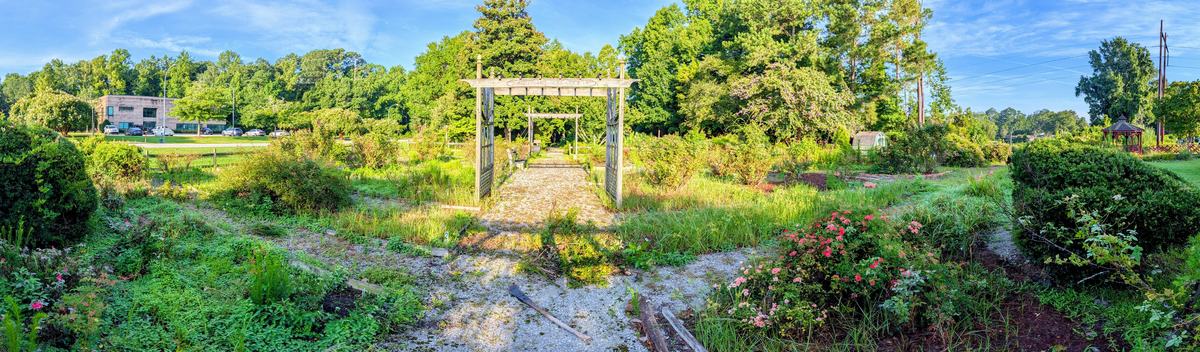 overgrown and diseased rose garden