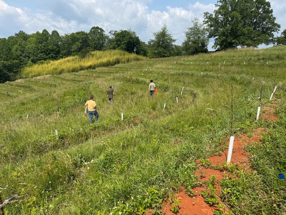Three people walk through a sloped, grassy research field with white tree tubes, surrounded by forest and open sky.