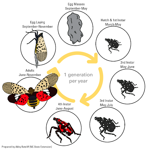 Life cycle of spotted lanternfly life stages.