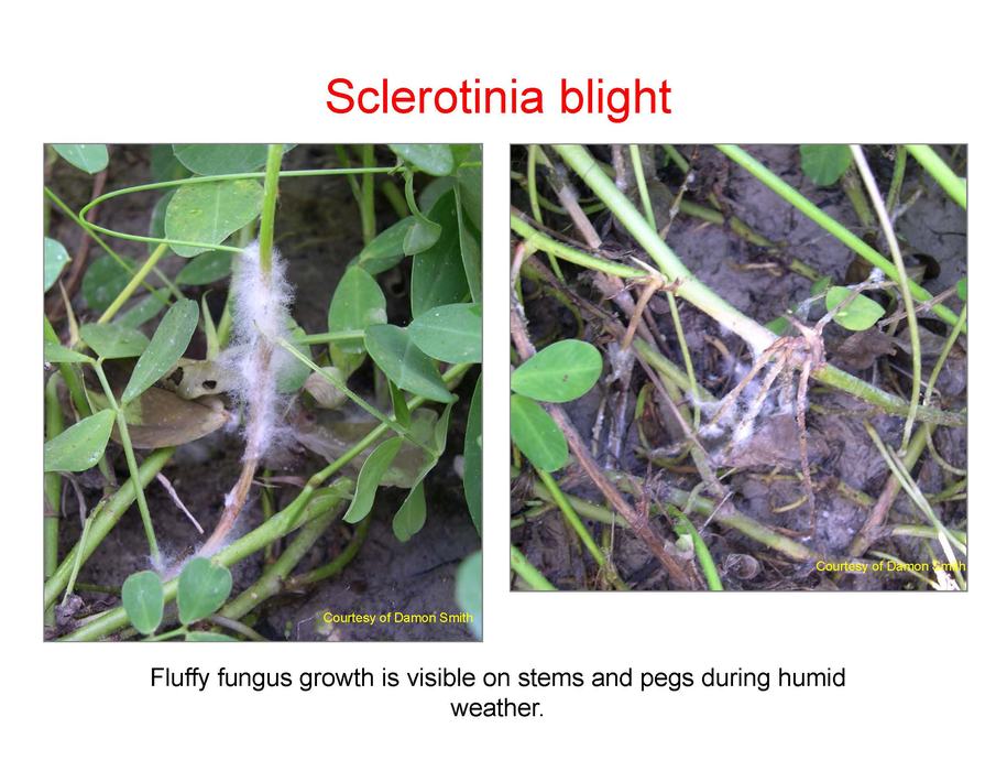 picture of peanut plants with a fungus growing on them