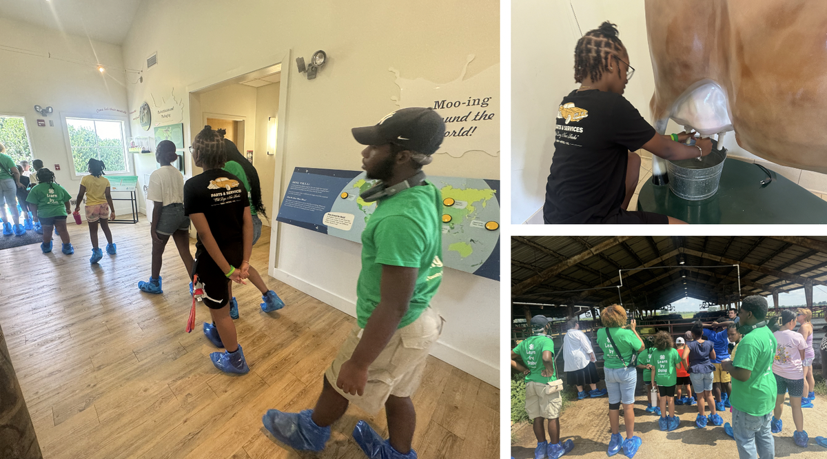 Participants explore a dairy-focused exhibit, walking through educational displays, trying out a cow milking simulator, and observing animals inside a large open-air barn.