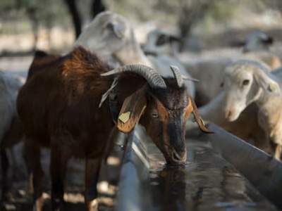 goats drinking from trough