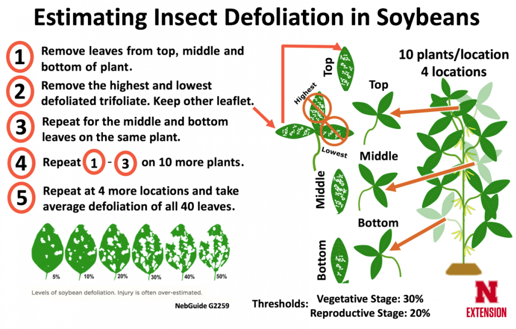 Soybean defoliation scouting