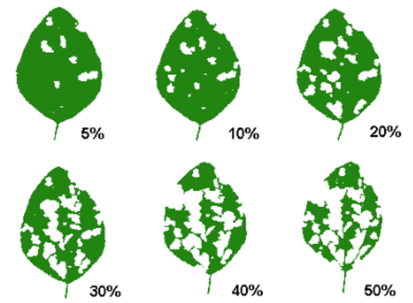 Illustration showing six green leaves with increasing levels of insect damage, labeled from 5% to 50% in 10% increments.