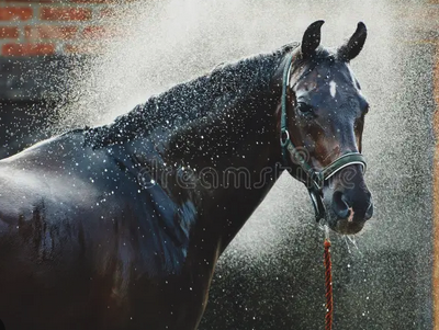 Black horse in halter being sprayed with water during a bath (dreamstime watermark)