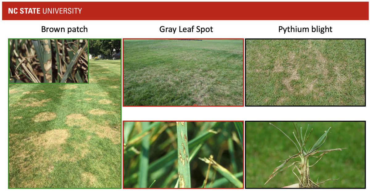 NC STATE UNIVERSITY banner; turf disease examples labeled Brown patch, Gray Leaf Spot, Pythium blight
